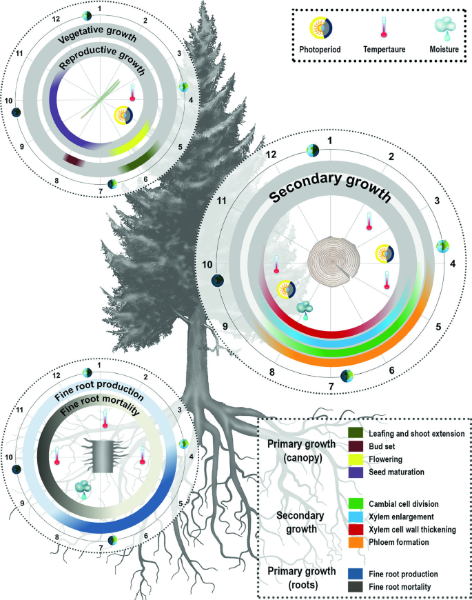 TRACE – Tree Rings in Archaeology, - JUWEL - Forschungszentrum ...