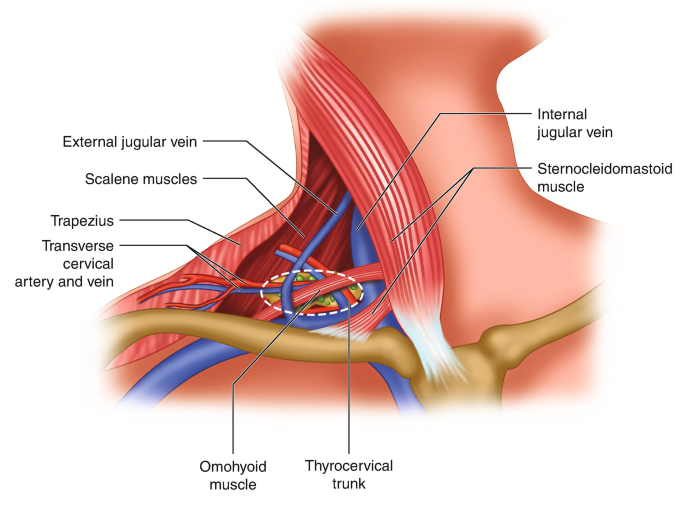 supraclavicular lymph nodes diagram