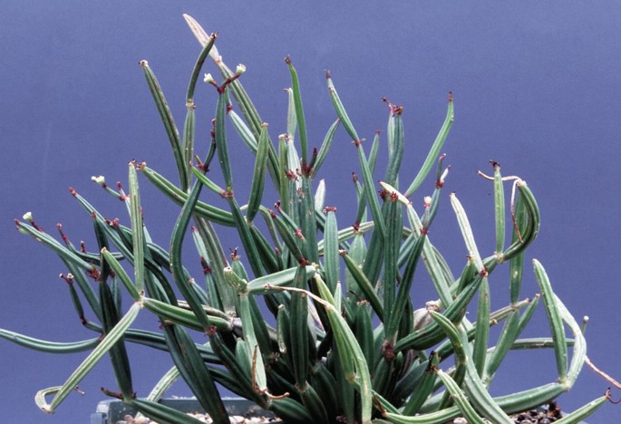 Euphorbia EUPHORBIACEAE | SpringerLink