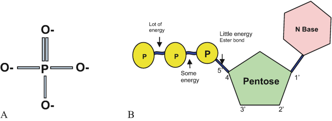 Label each part of the atp molecule