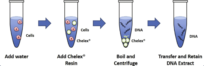 DNA Isolation by Chelex Method | SpringerLink