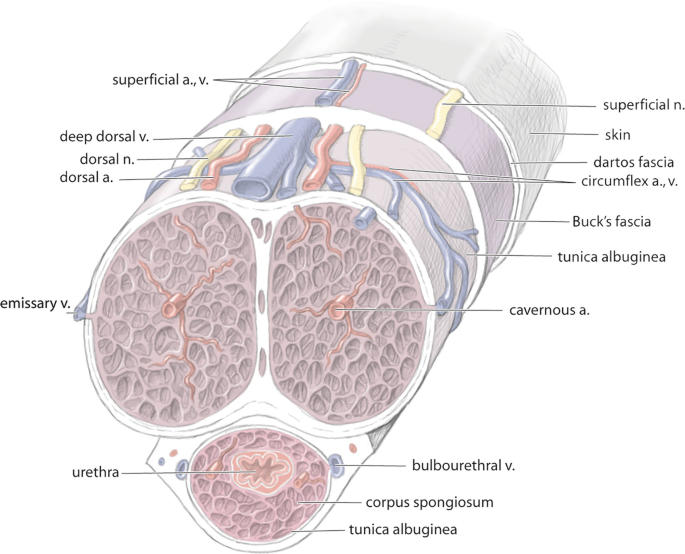 Surgical Anatomy of the Penis and Urethra | SpringerLink