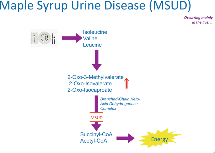 Nutrition Management of Maple Syrup Urine Disease | SpringerLink