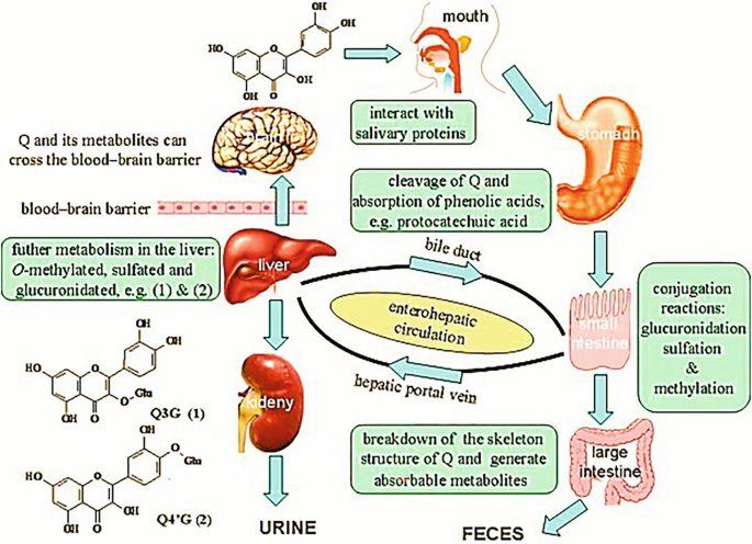 glutathione adducts quercetin Frontiers Exploring the mechanistic pathways of