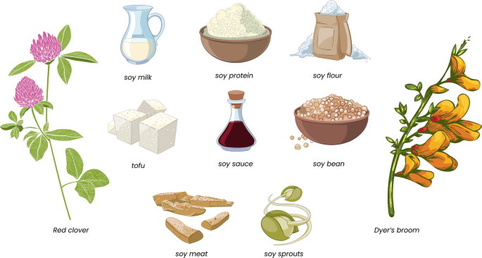 genistein powder