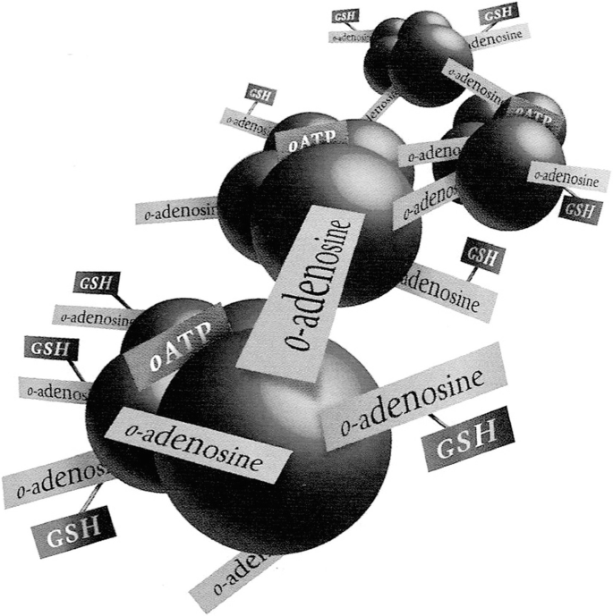 adenosine and glutathione Hemoglobin-Based Blood Substitute with Pharmacological Activities of ATP,  Adenosine and Reduced Glutathione: A Review of Preclinical and Early  Clinical Experience