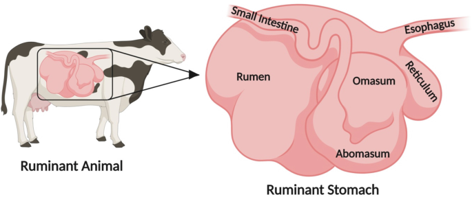Untangling the Structure and Function of Rumen Microbes in Relation to  Ruminant Health and Exploring Their Biotechnological Applications |  SpringerLink