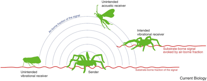 Vibrational and Acoustic Communication in Animals | SpringerLink Vibrational and Acoustic Communication in Animals | SpringerLink