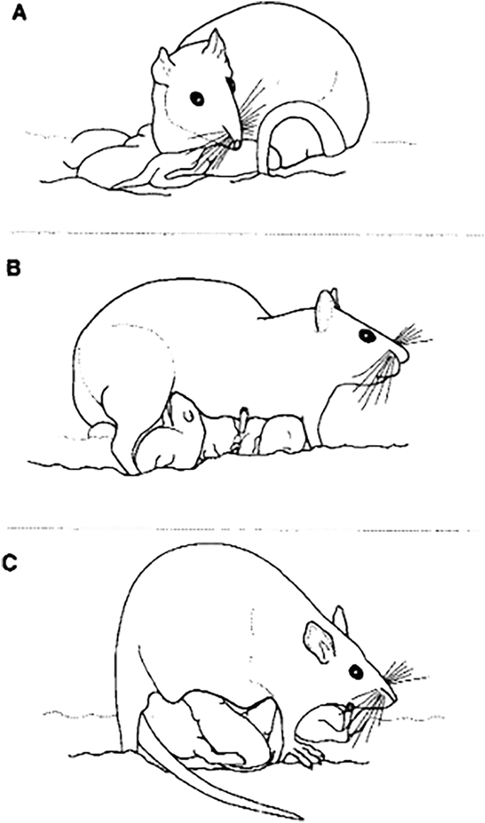ls siberian mouse naked 
