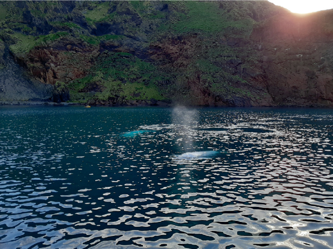 How to meet Beluga in SUS AMONGUS HIGH SCHOOL 