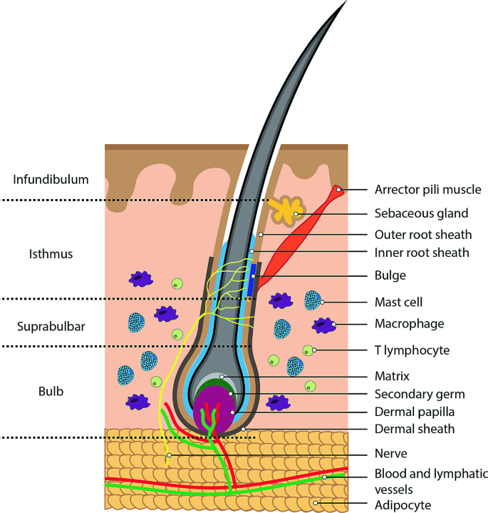 1974 Hair Structure Diagram Images Stock Photos  Vectors  Shutterstock