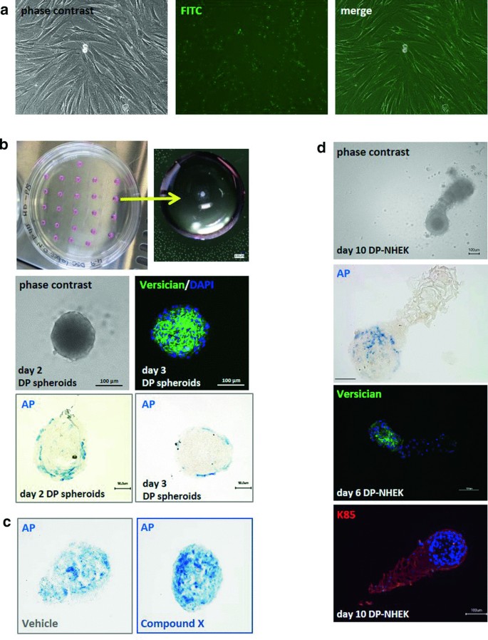 In Vitro and Ex Vivo Hair Follicle Models to Explore Therapeutic Options  for Hair Regeneration | SpringerLink