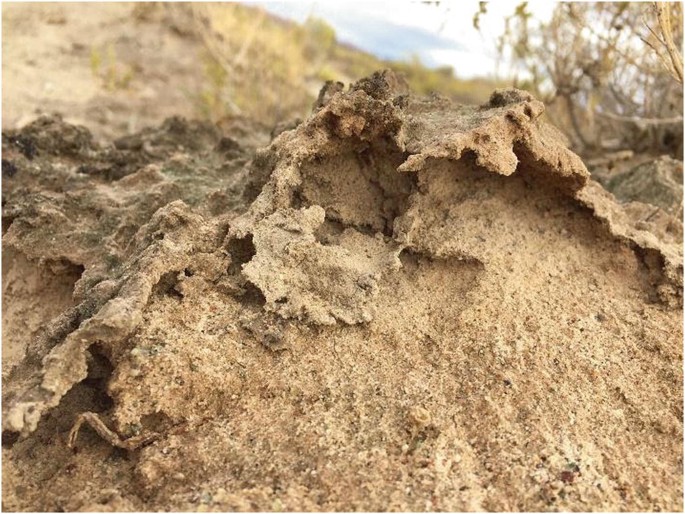 Biocrust Layer Novel Methods for Studying the Structure and Function of Hot Desert ...