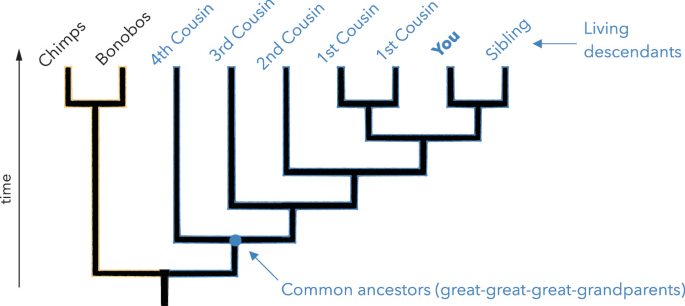 A branching diagram depicts a n upward arrow labeled time on the left. From left to right, chimps, bonobos, fourth cousin, third cousin, second cousin, first cousin, first cousin, you, and siblings. At the base of the fourth cousin in the diagram is the common ancestor.