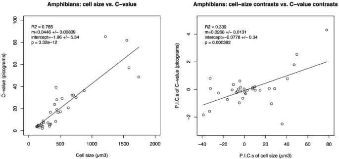 Two scatter graphs of C value in picograms versus cell size in microns 3 and P I Cs of C value in picograms versus P I Cs of cell size in microns 3 for amphibians.The points indicate relationship between genome size and the size of their red blood cells.