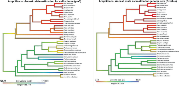 Two phylogenetic trees depict ancestral state estimation for cell volume and genomic size of amphibians. It indicates increases in cell size co-occur with increases in genome size across the tree several times.