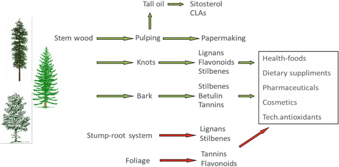 A diagram of the pathways of stem wood extractives. Through pulping, knots, bark, stump root system, and foliage, products like tall oil, paper, health foods, dietary supplements, pharmaceuticals, cosmetics, and technical antioxidants are produced. Sitosterol, C L A s, lignans, flavanoids, stilbenes, betulin, and tannins are some of the provided examples.