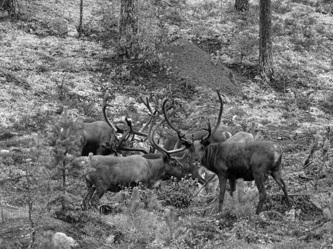 A photograph of five reindeers grazing. Reindeers with antlers graze ground lichens in the thinly dense forest clear-cut area. Two reindeers are looking around.