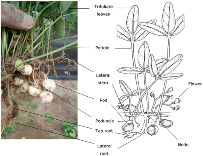 cotton plant seeds Tree Cotton Plants - NON GMO main image 1