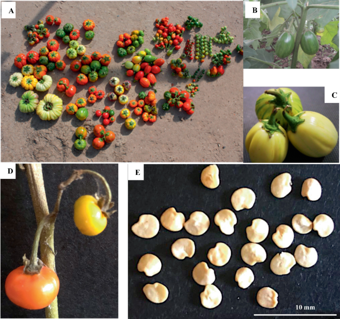 Diversity among accessions of scarlet eggplant complex (S. aethiopicum