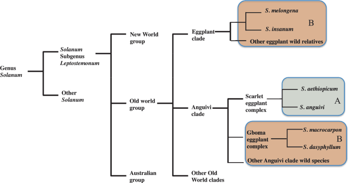 Journal of Plant Breeding and Crop Science - agromorphological  characterization of scarlet eggplant (solanum aethiopicum l.) grown in the  republic of benin