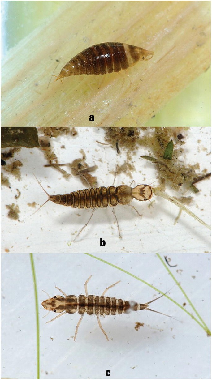 3 photos of Hydrovatus pustulatus, Laccophilus species, and Neoporus undulatus in diverse habitats.