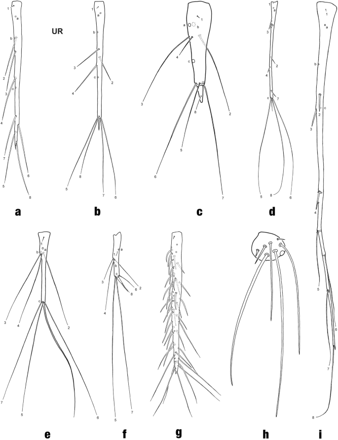 A set of 9 illustrations depicts the distribution of ancestral setae and pores on the left urogomphus in the Dytiscidae species. The illustrations have different lengths.