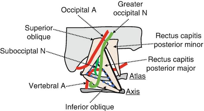 occipital triangle