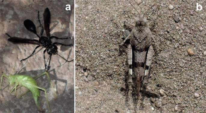 A new spider species from Mexico uses soil particles for camouflage
