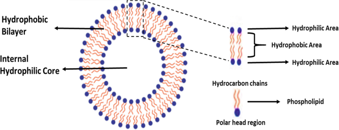 A structural diagram of liposomes. The structure has a hydrophobic bilayer and an internal hydrophilic core. The compositions of the structure are indicated, which are hydrophilic area, hydrophobic area, and hydrocarbon chains composed of polar head region and phospholipid.