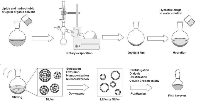 A flow diagram. First, lipids and hydrophobic drugs in organic solvent are rotary evaporated. Next is drying lipid firm, hydrating with hydrophilic drugs in water solution, stirring to form M L Vs, then downsizing to form L U Vs or S U Vs, and purifying by centrifugation, dialysis, ultrafiltration, and column chromatography to final liposome.