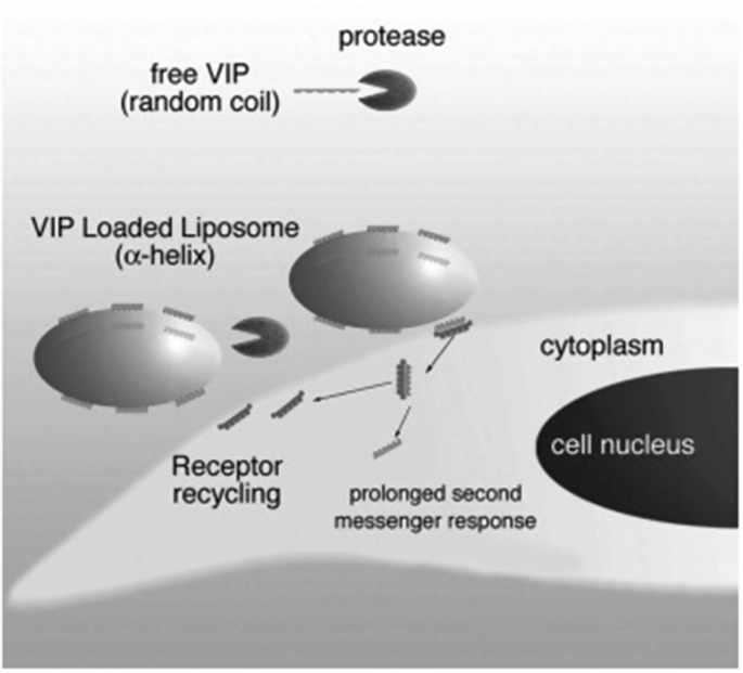 A model diagram for V L L function with the cell nucleus and cytoplasm. Parts labeled are V I P loaded liposome, alpha helix, and receptor recycling, with prolonged second messenger response.