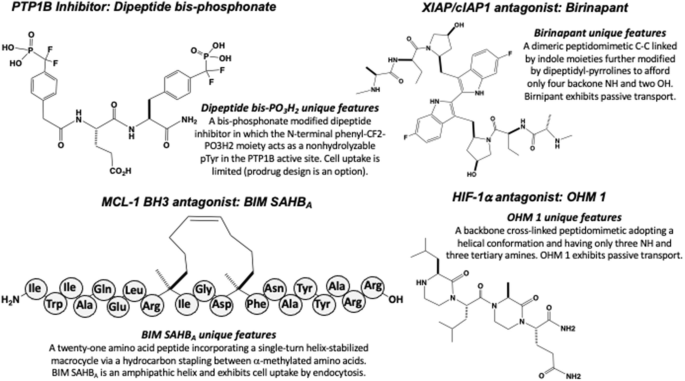 A diagram of structures and features of the following: P T P1 B Inhibitor: Dipeptide bis-phosphonate, X I A P or c I A P1 antagonist: Birinapant, M C L-1 B H 3 antagonist: B I M S A H B subscript A, H I F-1 alpha antagonist: O H M 1, K-Ras antagonist: K S-58, N E M O antagonist: Bicyclic C P P, C A L-C F T R antagonist: P G D97, and A T S P-7041.