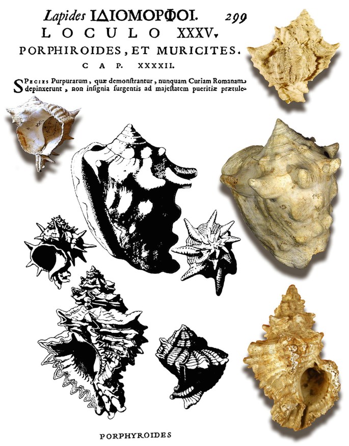 Miscellaneous News about Gastropods, from the Earliest Printed Images to  the Present Day | SpringerLink