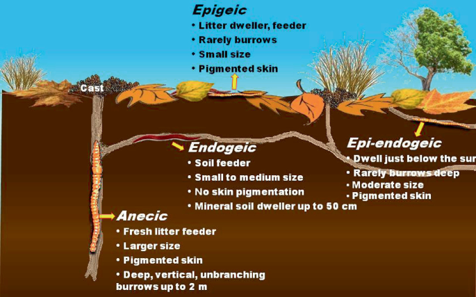 A diagram represents three ecological groups of earthworms. They are epigeic, endogeic, and anecic.