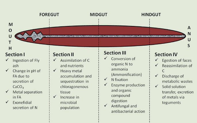 A diagram represents the transformation of F A occurring from the mouth to the anus of the earthworm. The gut has been divided into three parts: the foregut, midgut, and hindgut, dividing the procedure into four sections.