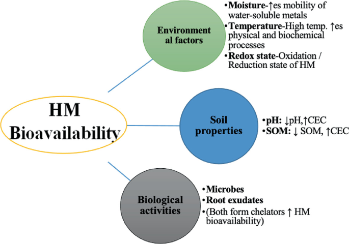 A model diagram represents the H M Bioavailability, and it is classified by environmental factors, soil properties, and biological activities.