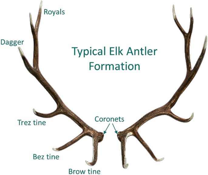 Antlers Are Miraculous Face Organs That Could Benefit Human Health