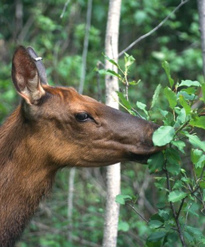 Antlers Are Miraculous Face Organs That Could Benefit Human Health