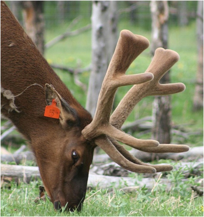 How Much Does a Moose Antler Weigh: Unveiling the Weight of Majestic Antlers