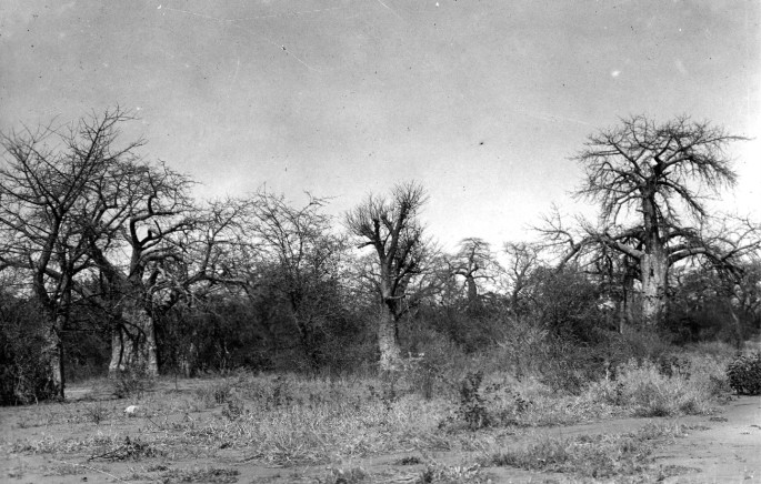 A photograph of groups of baobab trees, planted along with grasses, on a plain.