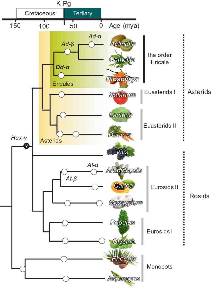 It depicts a flow chart of angiosperms. It contains Actinidia, Carmella, Diospyros, Solanum, lactuca, Daucus, Vitis, Arabidopsis, Carica, Gossypium, Populus, Glycine, Phoenix, Asparagus.