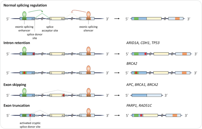 Gene alterations due to mutation are depicted through four mechanisms namely, Normal splicing regulation, Intron retention, Exon skipping, and Exon truncation, from top to bottom, respectively.