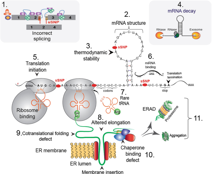 A new synonym-substitution method to enrich the human phenotype