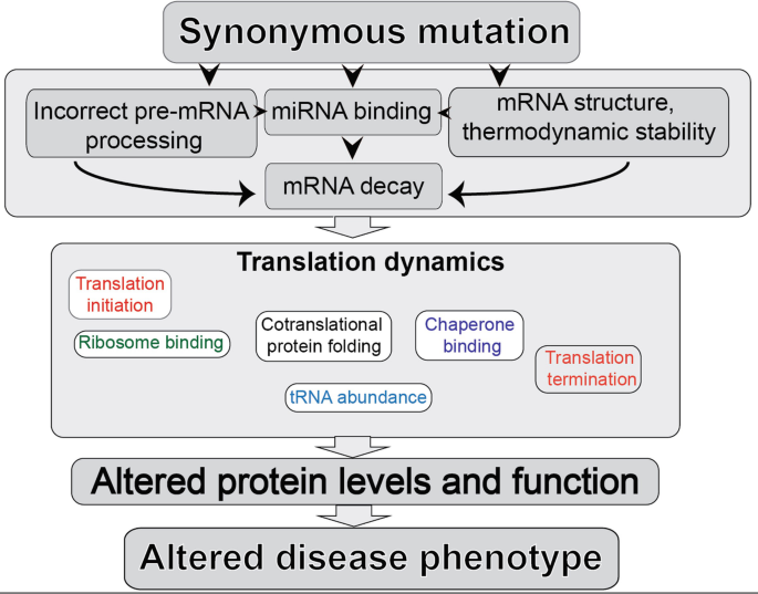 A new synonym-substitution method to enrich the human phenotype