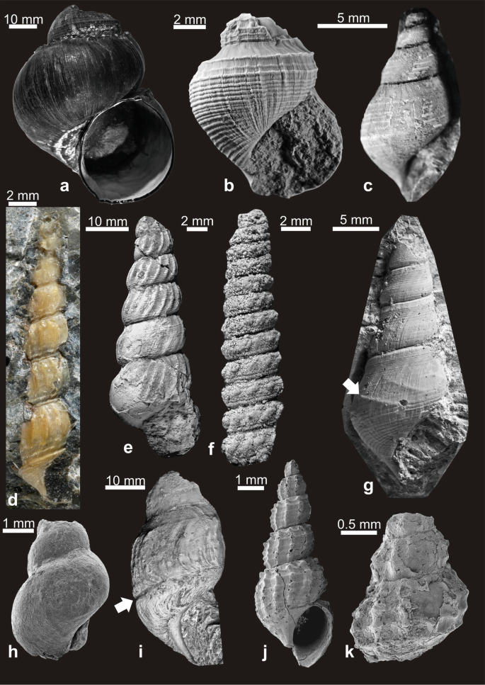 Photographs of a recent shell of Ifremeria nautilei, from the Manus Basin; Paskentana humerosaPaskentana humerosa; Atresius liratusAtresius liratus; Hokkaidoconcha hikidaiHokkaidoconcha hikidai; Ascheria gigantea; Cyprioconcha robertsoniCyprioconcha robertsoni; Abyssomelania cramptoniAbyssomelania cramptoni; and Provanna.