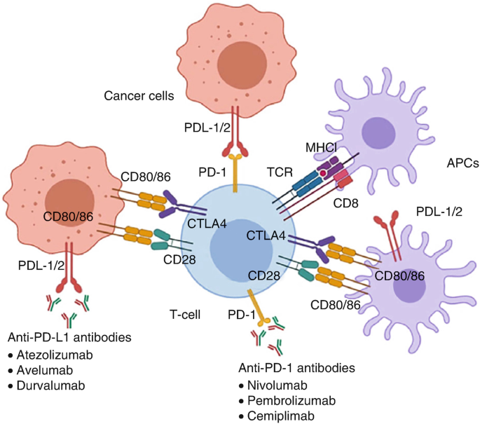 An illustration represents the immune checkpoint blockers. It includes cancer cells, T-cells, and antigen-presenting cells. The anti-PD-L1 antibodies are atezolizumab, avelumab, and durvalumab. The anti-PD-1 antibodies are nivolumab, pembrolizumab, and cemiplimab.