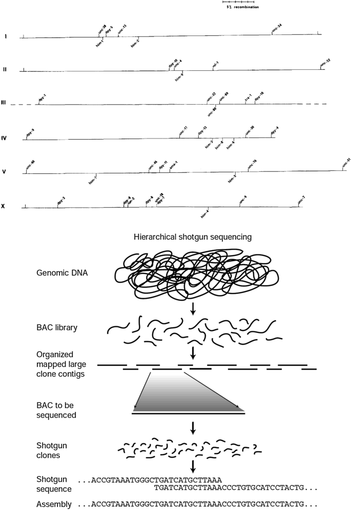 A linkage map has six layers at the top, numbered 1 to 5 and 10. Below it is a hierarchical shotgun sequencing with a genomic D N A which resembles a doodle of intertwined loops, B A C library which is a cluster of worm-like fragmented lines, organized mapped large clone contigs, B A C to be sequenced, shotgun clones, sequence, and assembly.