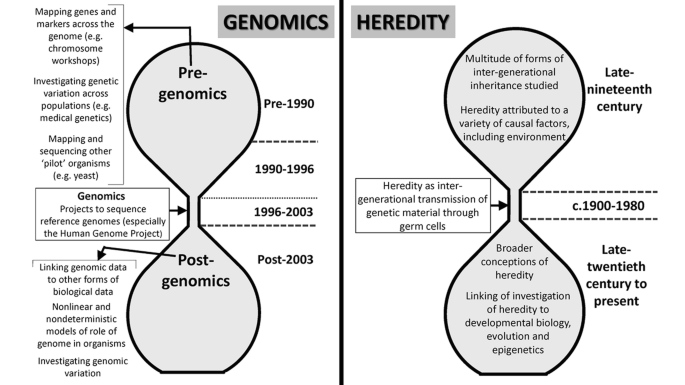 Two diagrams in the shape of an hourglass are titled genomics and heredity. The diagram on the left has pre-genomics that covers pre 1990, and post-genomics that covers post-2003. The diagram on the right covers the late nineteenth century at the top and the late twentieth century to the present at the bottom. The narrow middle region covers 1996 to 2003 on the left and 1900 to 1980 on the right.