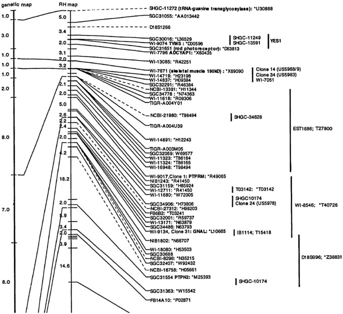 A genetic linkage map and physical map of human chromosome 18. Certain genetic maps are highlighted with several branches of its corresponding R H maps.